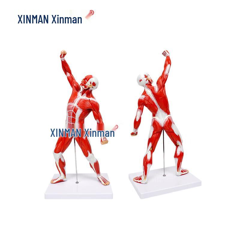 XINMAN Human Muscular System Anatomy Model