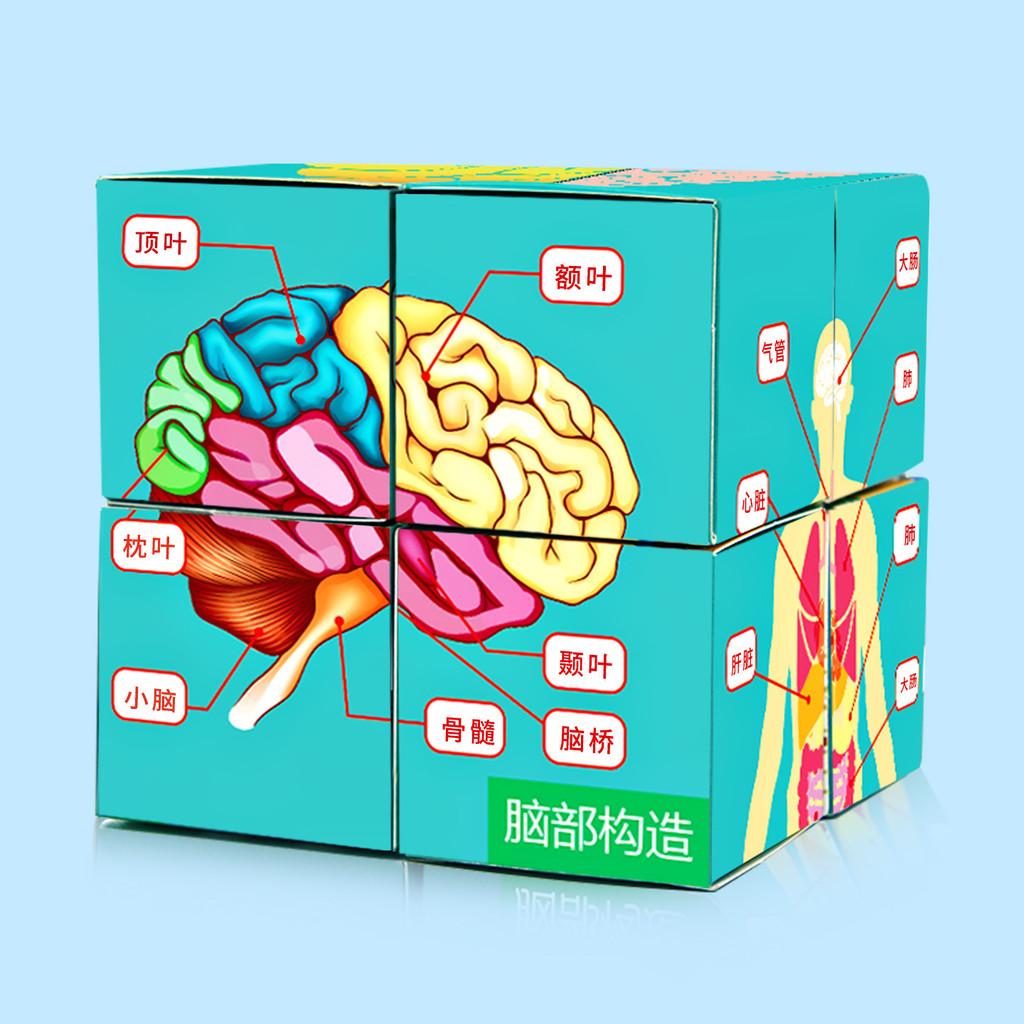 

Educational Human Anatomy Cube Set For Children Diy Science Kit With Physical Model Features
