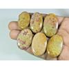 06Pcs Natural Fossil Coral Oval Cabochon Loose Gemstone Lot 260Cts. A-743