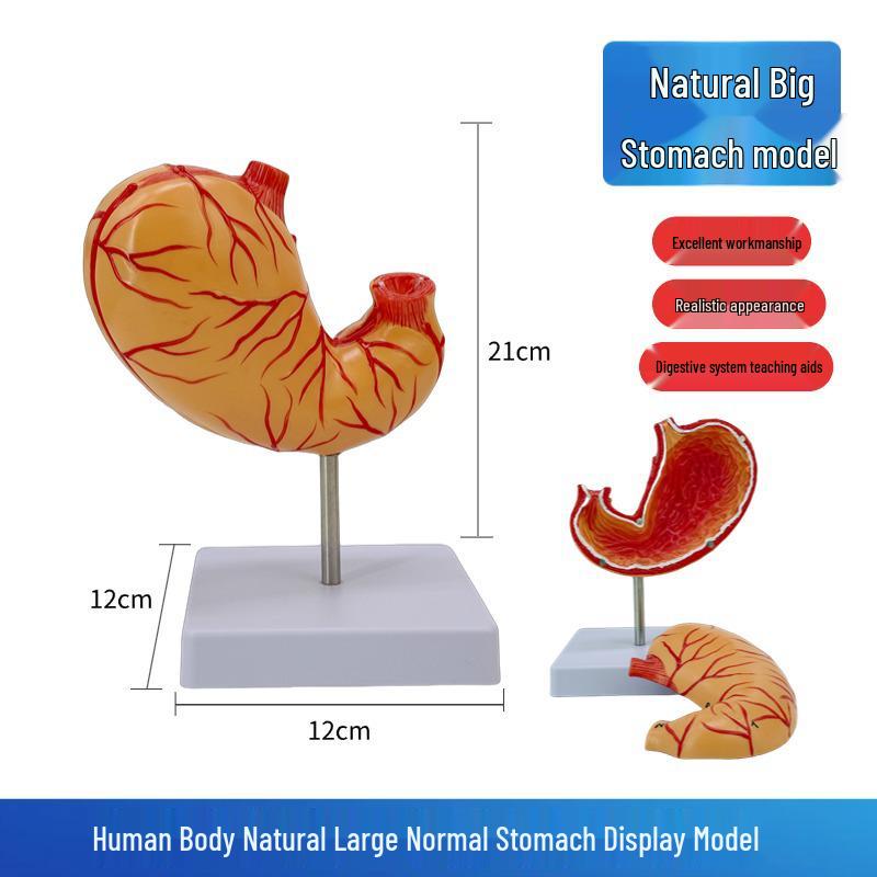 Natural Human Stomach Anatomy Cross-Section Model for Teaching