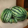 Soft Cotton Watermelon Plush Toy Round Oval Shape Watermelon Pendant Doll  Hug Gift