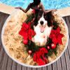 Cute Pet Dog Border Collie Round Beach Towel,Sand Free Beach Blanket Picnic Mat for Bathroom Pool Surf Travel Outdoor Meditation