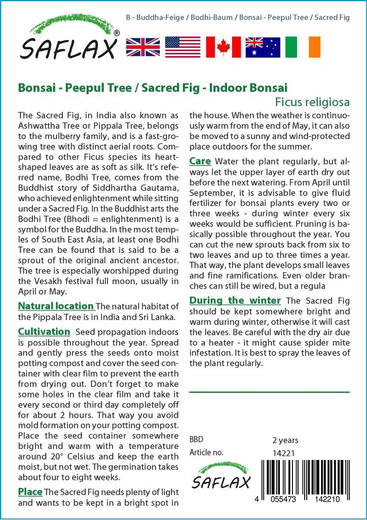 SAFLAX Bonsai - Peepul Tree / Sacred Fig - 100 Seeds - Ficus Religiosa