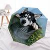 Husky and Grass pattern, automatic folding umbrella, portable and foldable design, 8 ribs, a Christmas or birthday gift.