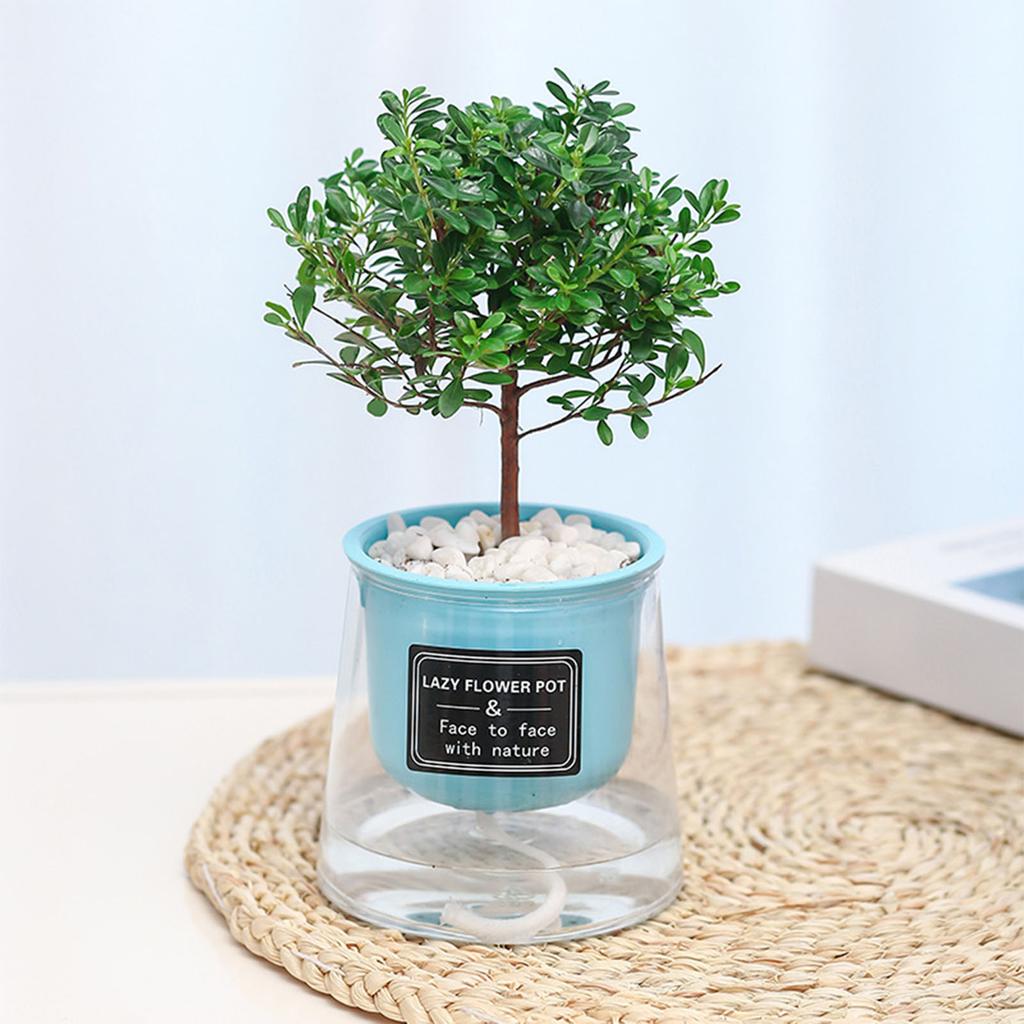 Lazy Hydroponic Flower Pot Automatic Water-Absorbing Flowerpot Transparent Plastic Self Watering Planter Office Desktop Decor