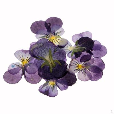 12 Pieces Pressed Dried Flowers Violet Flower for