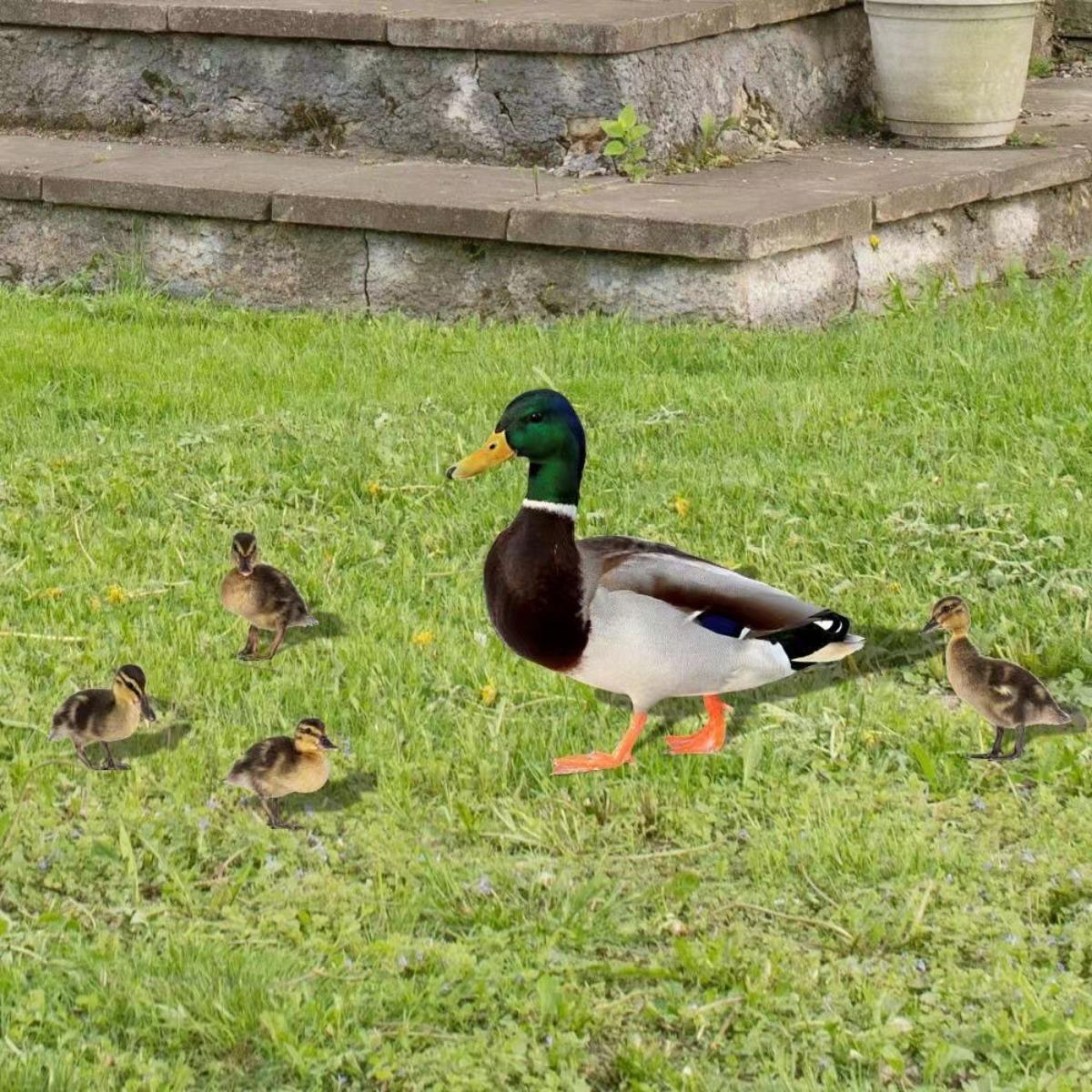 

5 Pcs Yard Art Animal Garden Stakes, Lifelike Sturdy Yard Duck Stake Decor Garden Outdoor Decorations різнокольоровий