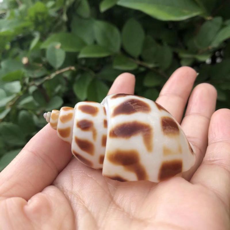 Eremitkräfta Ersättning & Snäcka Naturliga Snäckskal för Akvariumdekor