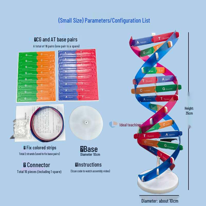 DNA Double Helix Model for Biology Education: Primary to High School Science Teaching Tool