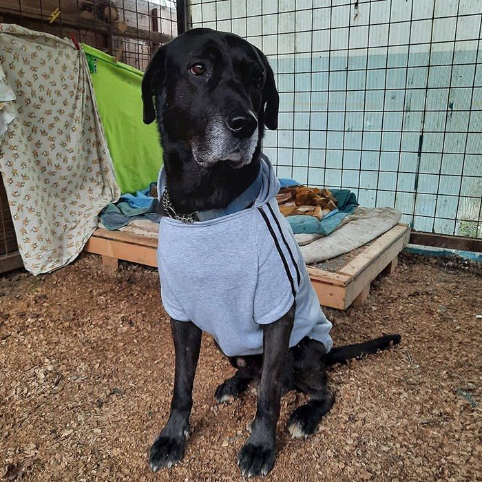 Pull - EASTLION - DE-Large-Dog-P-5XL - Rose - 100% Coton - 7 Tailles Disponibles