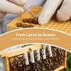 130 Pcs Set Durable Queen Bee Rearing Grafting Kit Plastic Beekeeping Queen Rearing Box  Beekeepers