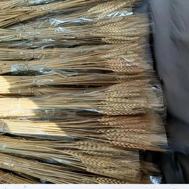 100 Pcs Natural Dried Wheat Stalks Dry Wheat Spikes for Decoration Bouquet Boho Home Tables Wedding Party Fireplace Decor