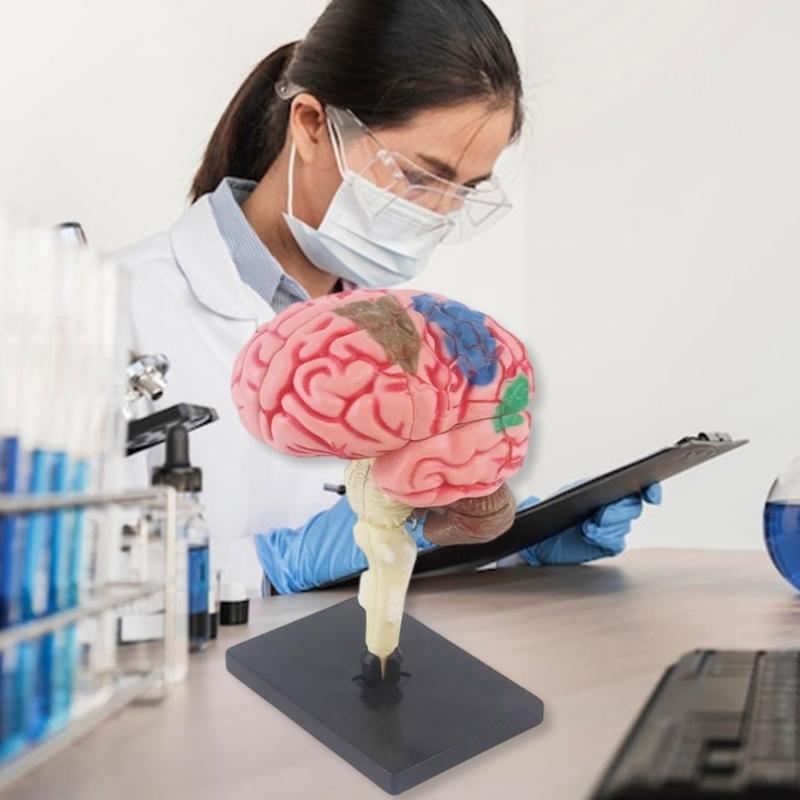 Hand on Assembly Human Brain Anatomy Model Kid Early Teaching Toy Education Brain Anatomy Model with Detachable Organs
