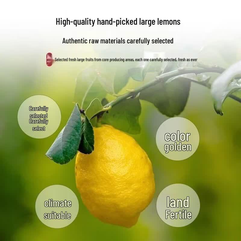 Mengchamei Freeze-Dried Lemon Slices
