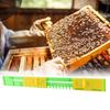 5 Piezas de Plástico Protector de Ratones para Colmena Duraderos Reductores de Entrada para Colmena Colmenar