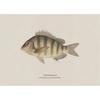 Vintage Bass Fish Trout Fly Fishing Posters Prints Canvas Painting Fisherman Retro Wall Art Picture for Living Room Home Decor