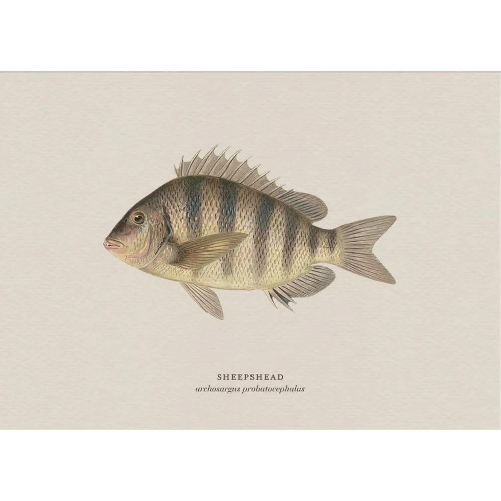Vintage Bass Fish Trout Fly Fishing Posters Prints Canvas Painting Fisherman Retro Wall Art Picture for Living Room Home Decor