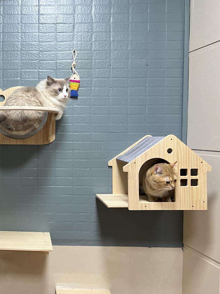 Cat Wall Climbing House Shelf Bed Wall Mounted Tree Tower Hiding House Villa Castle for Indoor Cats Accessories Sleeping