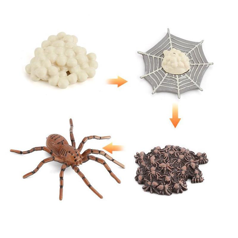 Enchanting Simulation Solid Turtle Chick Frog Animal Growth Cycle Montessori Teaching Aids For Unique Gifts And Decorative Accents