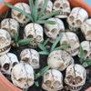 20pcs Skull Decorations Handcrafted Resin Models with Detailed Design for Scary Party Centerpieces