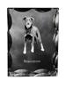 Berger De Beauce, Beauceron, Beauce- Crystal with a Picture of a Dog, Glass Statuette with a Picture, Unique Frame with a Picture from Brand –