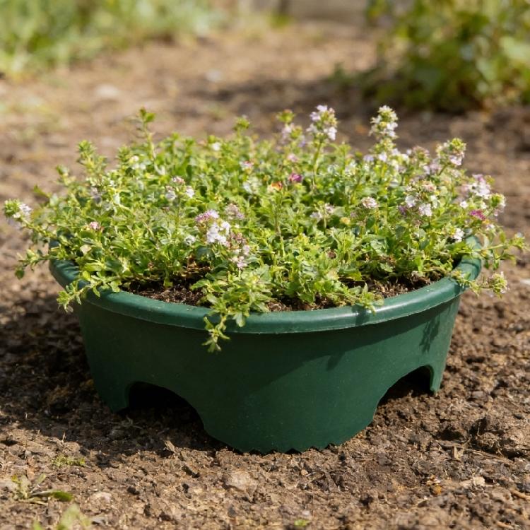 Waterproof Plant Covering Clear Plant Shelter 1/6pc for Outdoor Use Shielding Plant From & Extreme Conditions