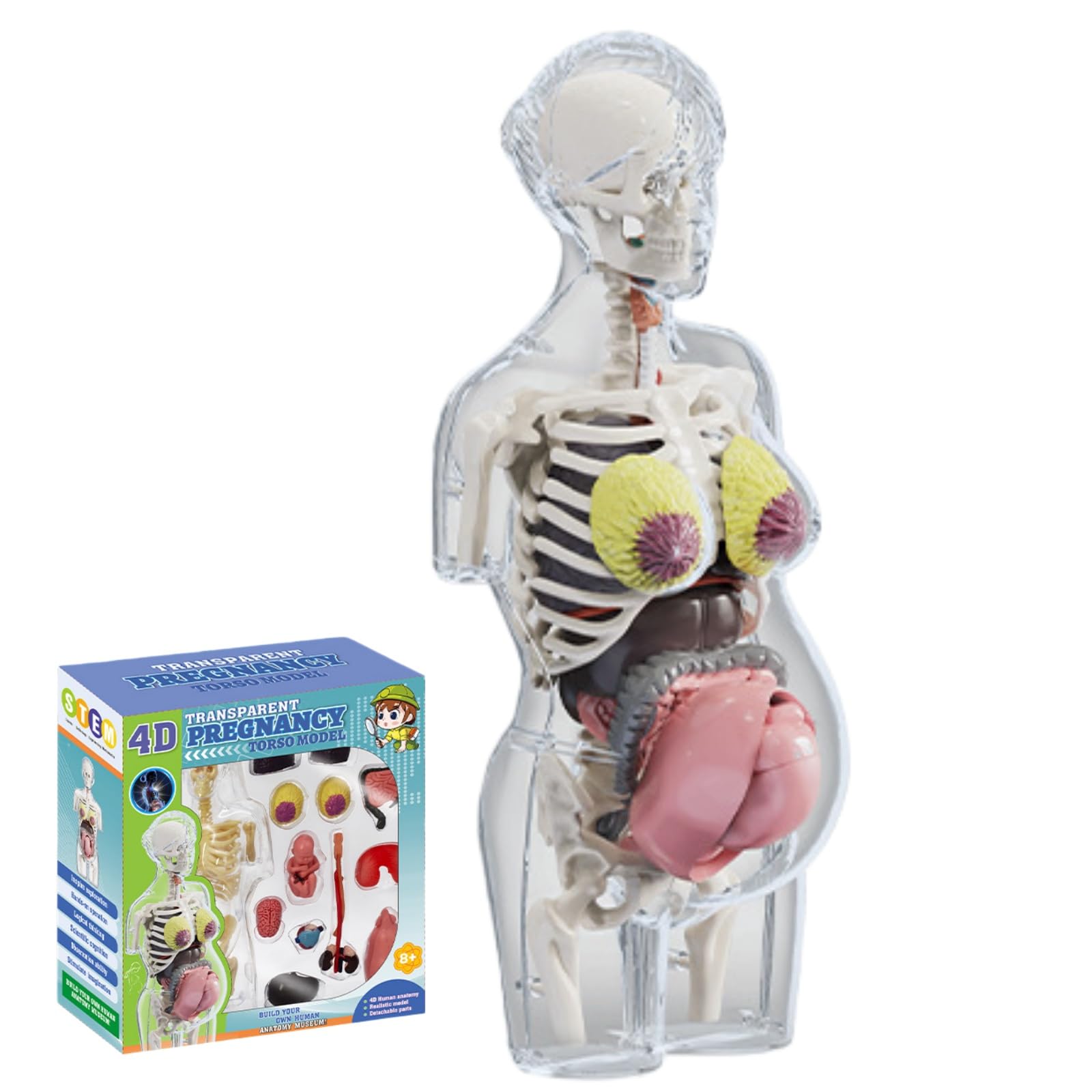 

MOSABRUKI Human Anatomy Model, Skeleton Specimen, Pregnant Woman Half Body, Detachable, Accurate Positioning, Doctor, Preschool, School, Medical Stude