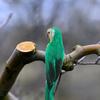 1Pcs Artificial Macaw Bird Decoration Delicate Durable Home Garden Wedding Scene Photo Prop Artificial Bird