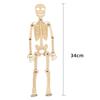 Human Skeleton Model Diy Technology Small Skeleton Assembly Teaching Aids Children's Puzzle Handmade Material Package