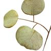 Simulation  Eucalyptus Colored Leaves Photo Shoot Photography Background Props Tabletop Home Decor