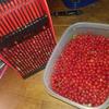 Berry Picker Comb Rake,Plastic Blueberry Picker Scoop Fruit Picker Tool,Blueberry Rake Scoop,Handheld Berry Harvester Tool