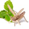 Children's DIY Wooden Toys Wooden Model Puzzle Three-dimensional Puzzle Hand-assembled Coloring Insect Model Building Blocks