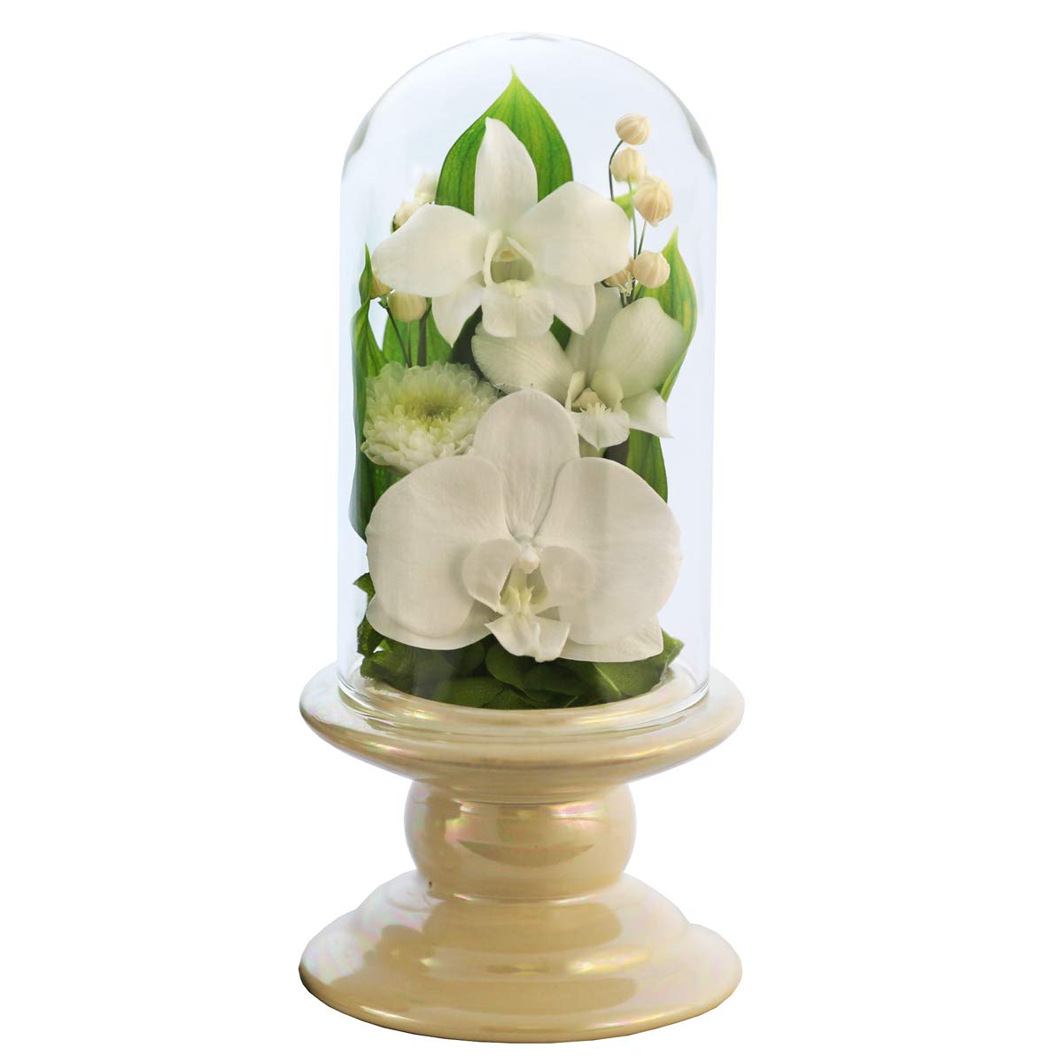 

Art for Seasons Buddhist Flowers (White Mini Phalaenopsis Orchid Mini Glass Preserved Flowers)