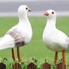 Artificial Feathered Beach Crafts Party Bird Decoration for Desk, Simulation Seagull Home Garden Decoration Artificial Feathered