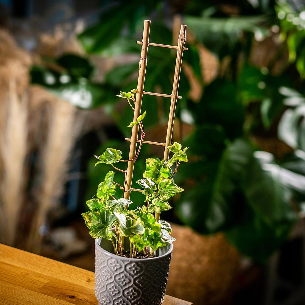KADAX Pergola Podpora Drabinka Bambusowa 5 szt