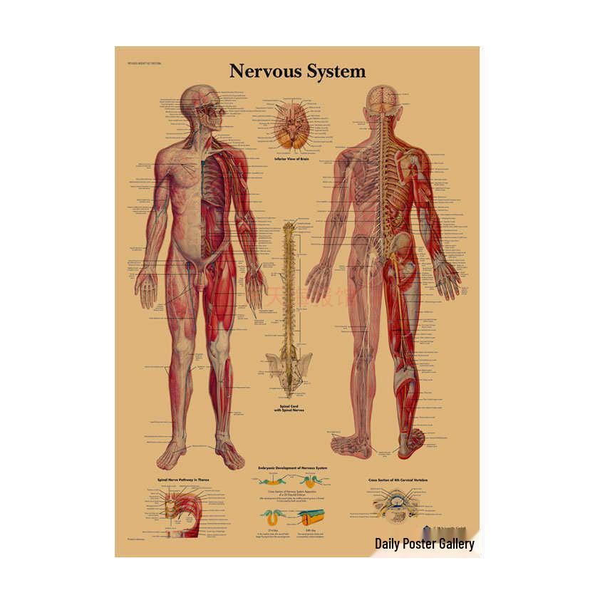Anatomie kosterního svalstva Diagram Retro plakát pro výzdobu třídy Nástěnné umění (584)