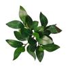 Acorn Peperomia Artificial Plants green 30cm Green Plants High Quality Eucalyptus Leaves Artificial Shrubs Plants Outdoor