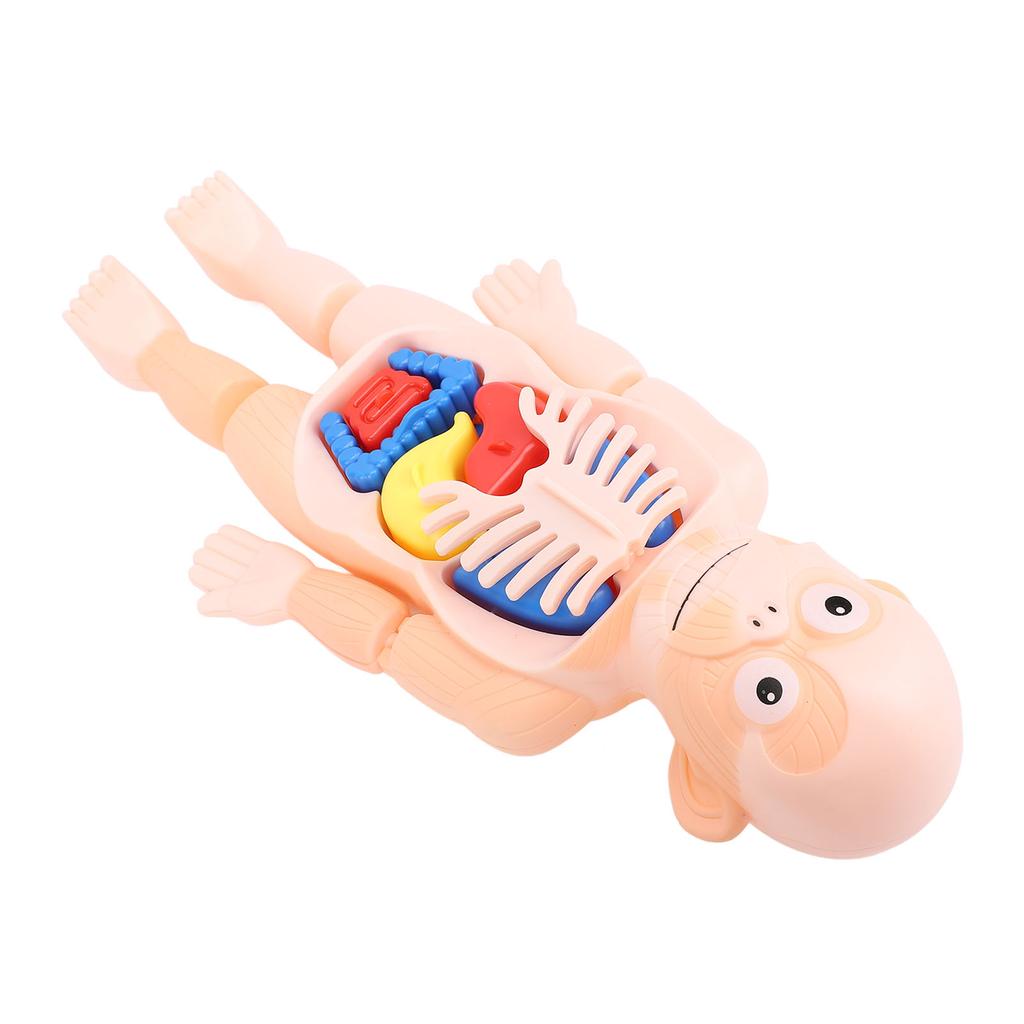 Human Body Structure Model Detachable Torso Organ Assembly Toy Anatomical Physiology Model for Education Science Learning