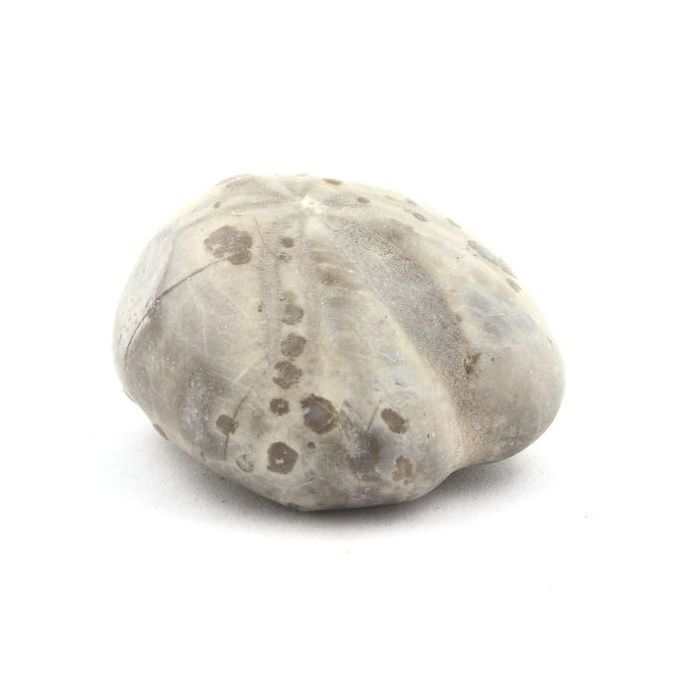 Pierres et Minéraux. Oursin Fossile, Toxaster Amplus. 102.80 ct. Claix, Isère, France.