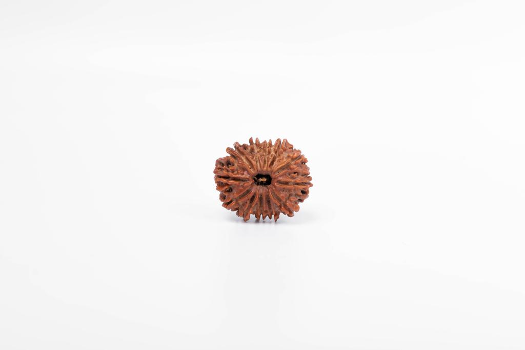 Natural 12 Mukhi Rudraksha Bead – Nepali Origin | Bead for Leadership, Confidence & Solar Chakra Balance Success | Organic & Lab Certified