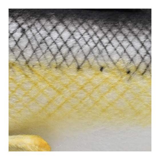 Seabass No6052