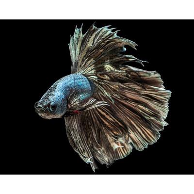 Diamante Pittura Amore Pesce 5d Diamanti Ricamo Cartone Animato Diamante Mosaico Punto Croce