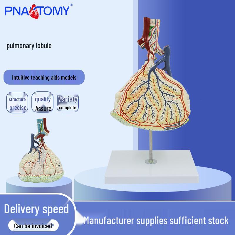 Lung Lobule Magnified Simulation Model – Visceral Anatomy Teaching Instrument 23x18x27 cm