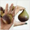 TOYMYTOY Set of Simulation Fig Fruit Lightweight and Compact Display Figurines for Home and Store Decor 5-Piece Models,