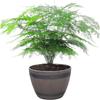 Breathable Round Flower Pot No Deformation Flower Bucket Ornament Simulation Wood Barrels  Yard