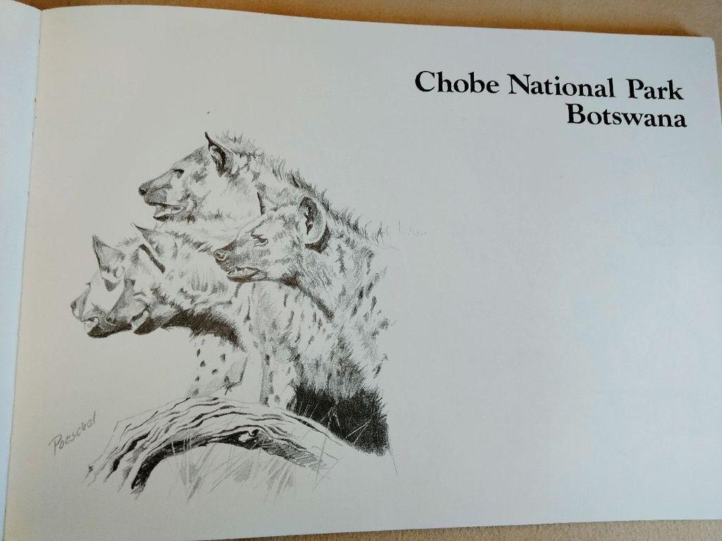 [USED] AFRICAN IMPRESSIONS: A detailed collection of sketches of African animals, landscapes, and customs