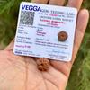 RUDRAKSHA CERTIFICATO IN LABORATORIO 11 Mukhi Rudraksh 11 Undici Facce Rudraksham 1 Pezzo Yoga Preghiera Guarigione Meditazione, Piccola Dimensione Spedizione Gratuita
