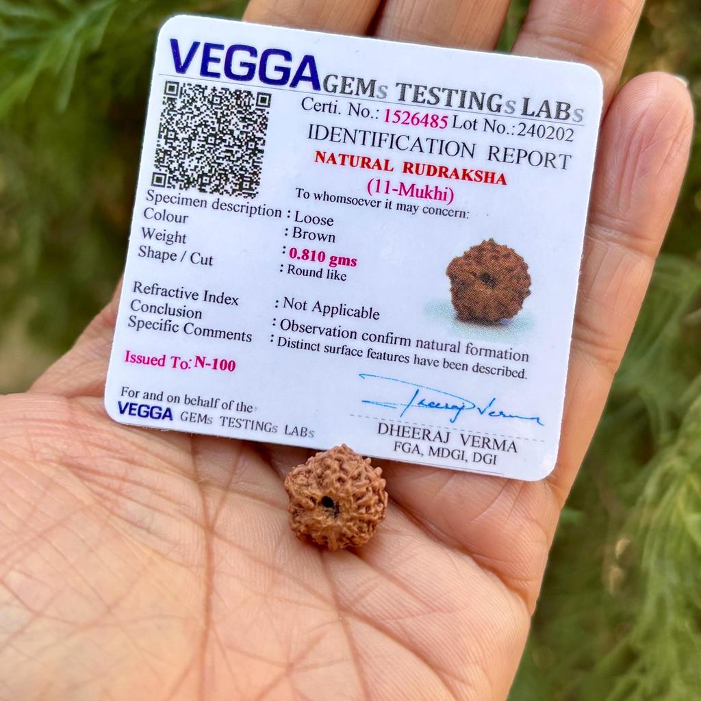 RUDRAKSHA CERTIFICATO IN LABORATORIO 11 Mukhi Rudraksh 11 Undici Facce Rudraksham 1 Pezzo Yoga Preghiera Guarigione Meditazione, Piccola Dimensione Spedizione Gratuita