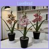 Simulation Cymbidium Faberi Rolfe Potted Plant With Durable Plastic Material For Home Decor