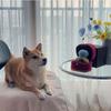 Creative Ring Box Plush Toy Love Diamond Ring Case Soft Chew Toy for Puppies Kids Cute Dog Bitter Interested Toys